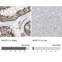 NUDT17 Antibody, Novus Biologicals 0.1mL; Unlabeled:Antibodies, Polyclonal